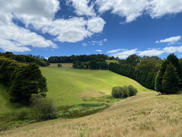 Views from Puffing Billy