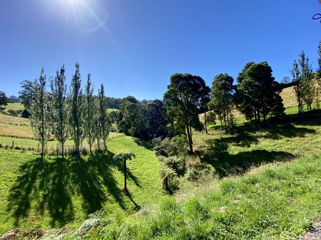 View from Puffing Billy