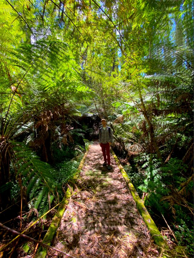 Walking Trail in Gembrook