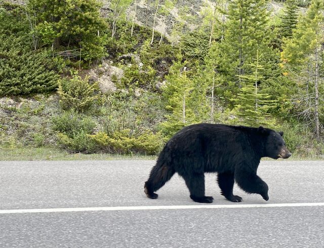 Wildlife of Alberta