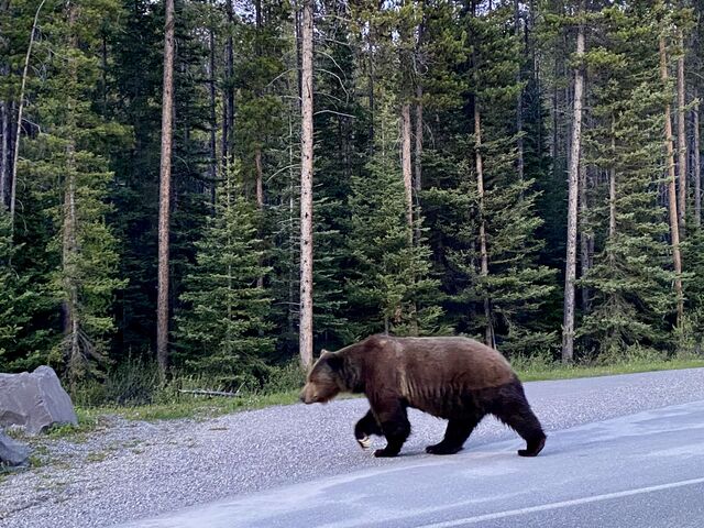 Wildlife of Alberta