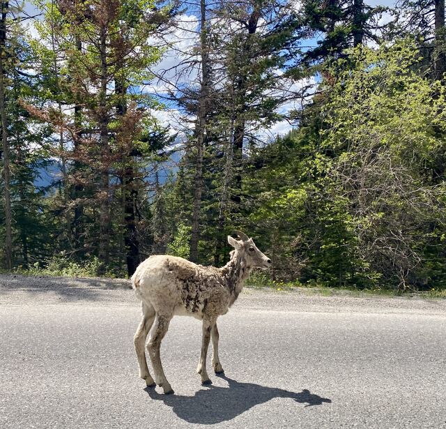 Wildlife of Alberta