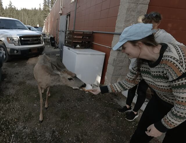 Wildlife of Alberta