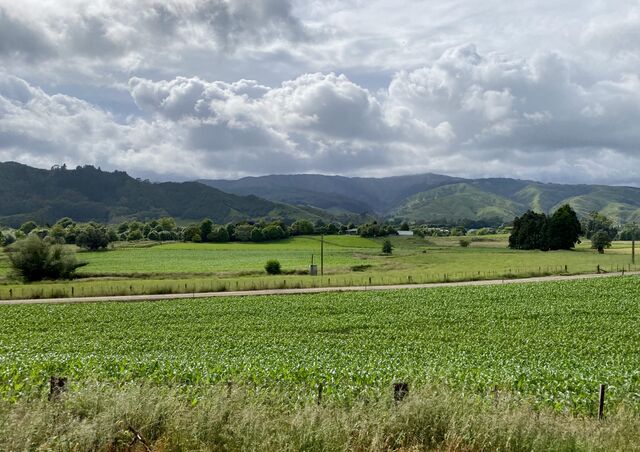 Manakau