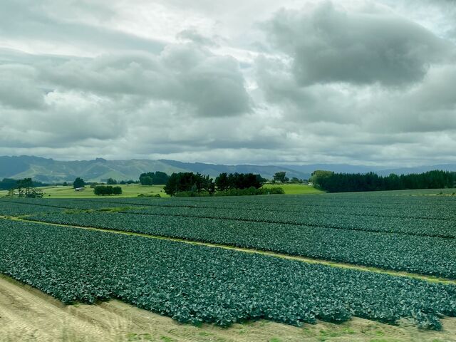 Crops growing near Levin – a region known for its brassica 