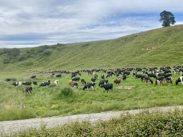 Cows in Mangaonoho