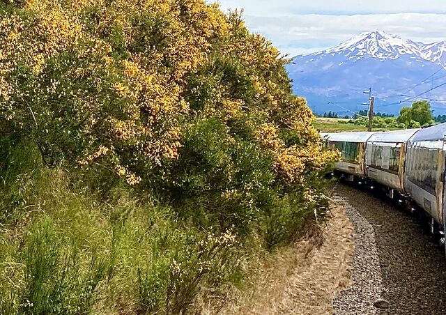 View of Mount Ruapehu as the train travels around a curve, just west of Waiouru