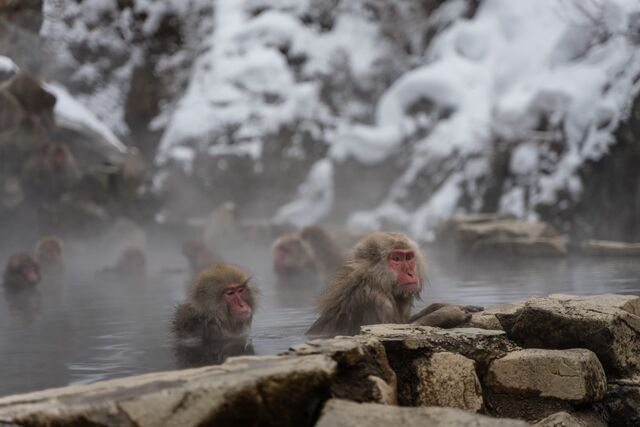 Snow Monkeys