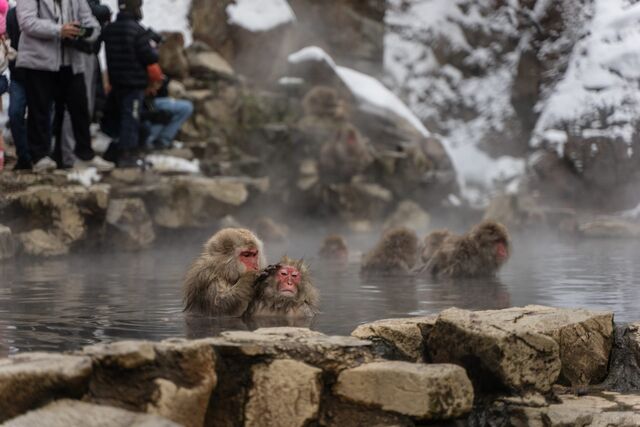 Snow Monkeys
