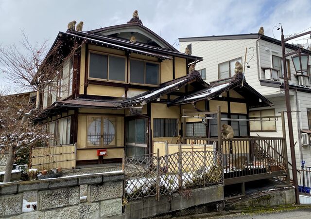 Monkeys in the streets of Shibu Onsen