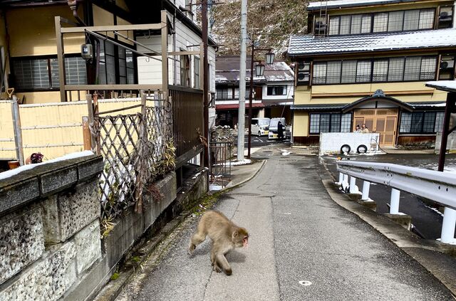 Monkeys in the streets of Shibu Onsen