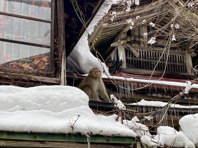 Monkeys in the streets of Shibu Onsen