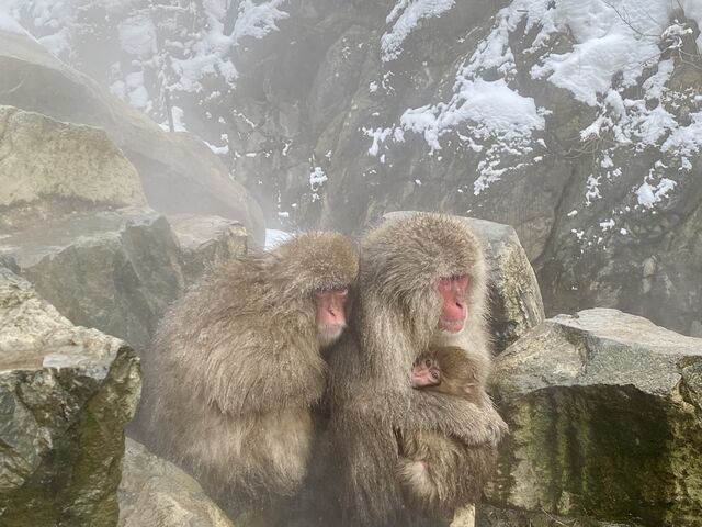 Snow Monkeys