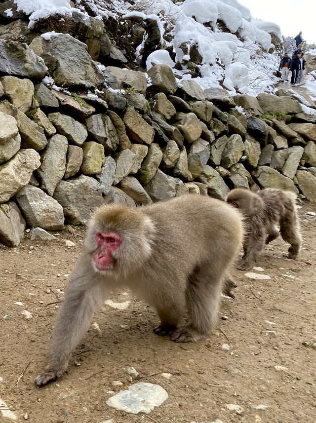 Snow Monkeys
