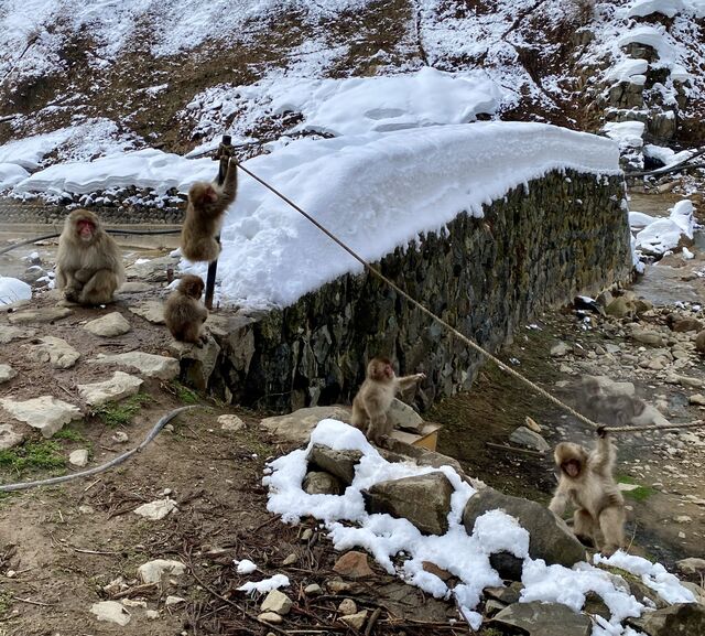 Snow Monkeys