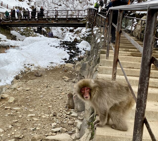 Evil Snow Monkey