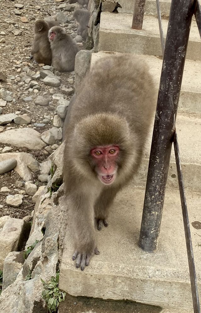Evil Snow Monkey