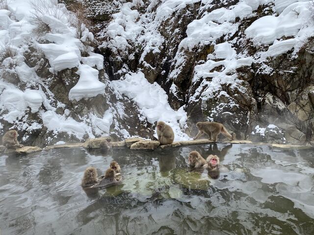 Snow Monkeys