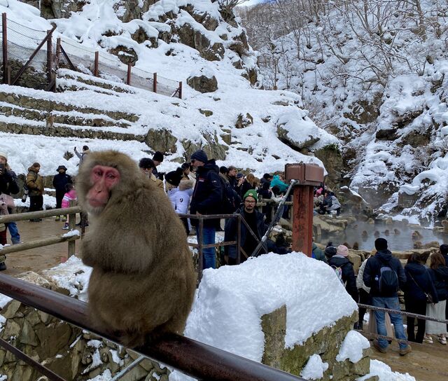 Snow Monkeys