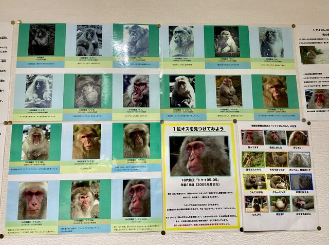 Information about the snow monkeys