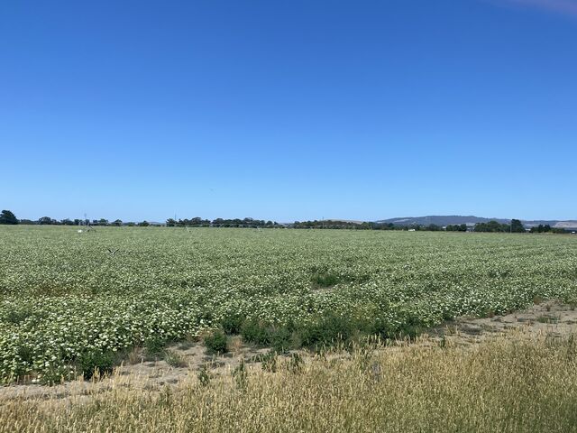 Views from the train to Maryborough